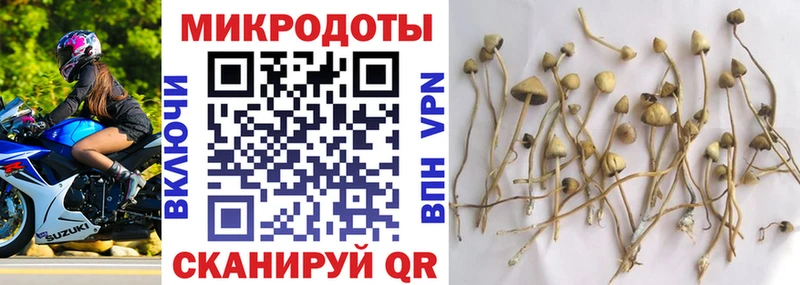 где найти   Борзя  Псилоцибиновые грибы GOLDEN TEACHER 